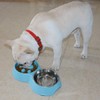 AIMALL 12.6x1.96 Inch Pet Slow Eating Bowl, Double Bowl Set