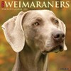 Just Weimaraners 2023 Wall Calendar