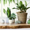 2pack/lot Vacation Plant Watering System Plants Hydrated While Re Away