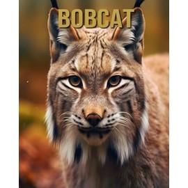 Bobcat: Amazing Picture and Facts About Bobcat for Children's
