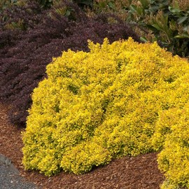 Blooming & Beautiful - Golden Nugget Dwarf Japanese Barberry - 3 gal - Monrovia - Deciduous Shrub - Golden Yellow Foliage - Compact - Zones 4-8 - Berberis thunbergii 'Monlers' - 3 Gallon