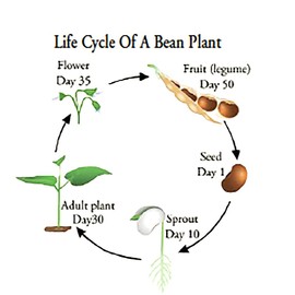 Bush Bean Navy Beans Seeds