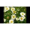 CEMEHA SEEDS - Seeds German Chamomile Perennial Herbs for Planting