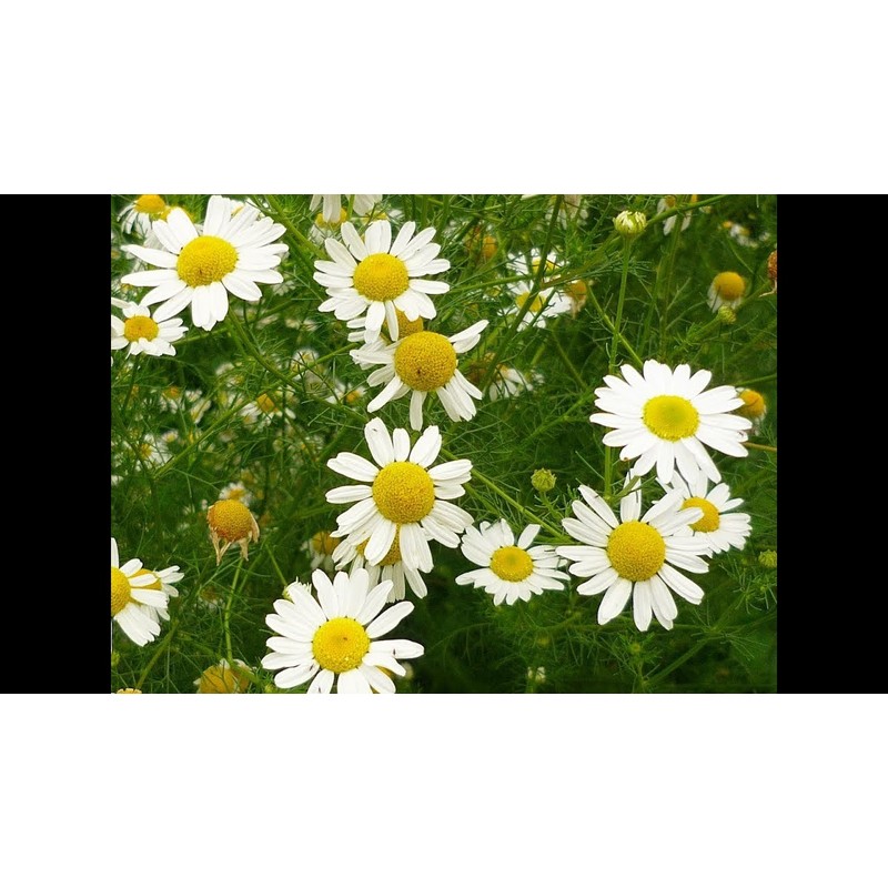 CEMEHA SEEDS - Seeds German Chamomile Perennial Herbs for Planting
