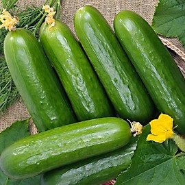 Todd's Seeds Marketer Cucumber Seed, Non-GMO, Chemical Free, High Germination (1/4 Pound)