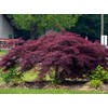 Crimson Queen Japanese Maple - Live Plant - Trade Gallon