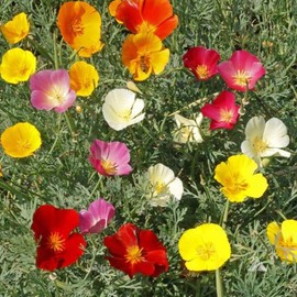 UtopiaSeeds California Poppy Seeds Mixed Color - State Flower
