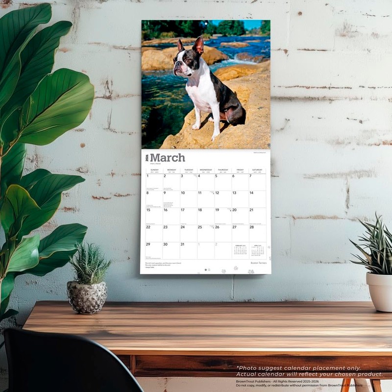 Boston Terriers | 2026 12 x 24 Inch (Hanging) Monthly