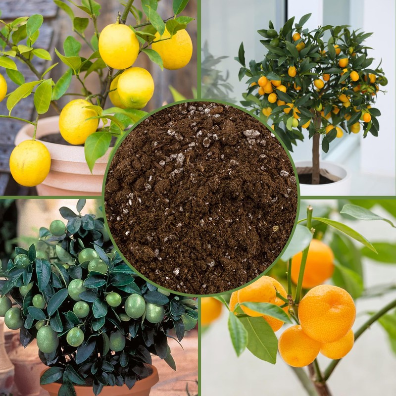 Soil Sunrise Citrus Tree Potting Soil Mix (12 Quarts) Special