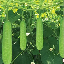 Mira garden 20 Bottle Gourd HAT BAU Lauki Dudhi Opo Asian Calabas Chinese Squash