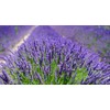 Quertee 5 x Lavender Bags with French Lavender - Total