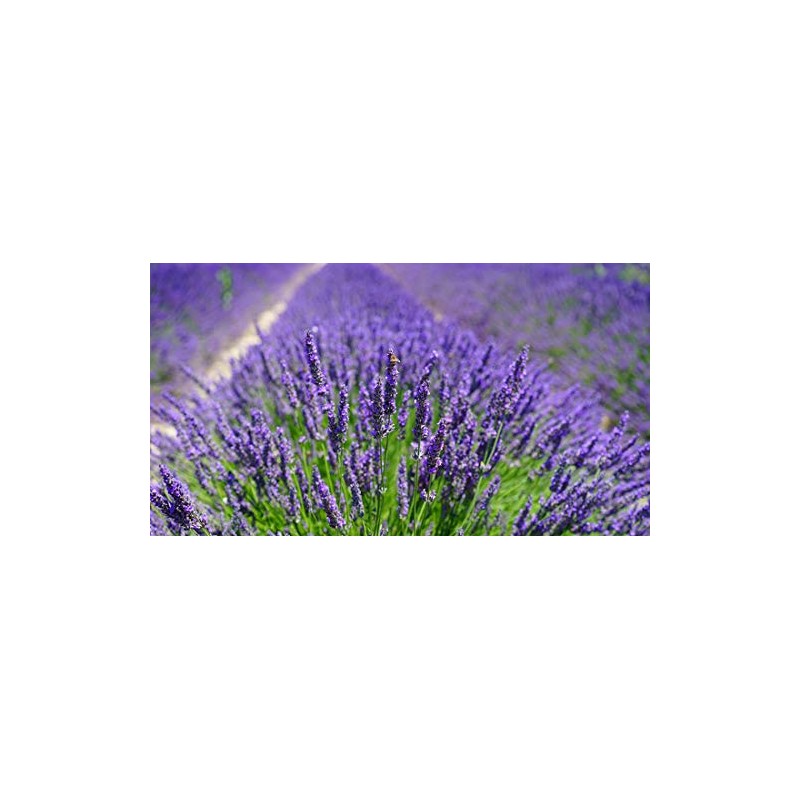 Quertee 5 x Lavender Bags with French Lavender - Total