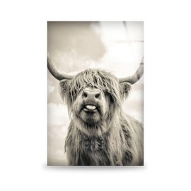 My Photostation.com 20x20''Tempered Glass Wall Art Scottish cow Wall Decor Glass Printing Farmhouse Wall Art Wall Hangings Bull Wall Art Highland cow Wall Art