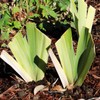 Crows Feet Bearded Iris Plant Potted - Fragrant Bicolor White