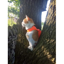 Mynwood Cat Jacket/Harness High Viz Orange Kitten up to 8month - Escape Proof