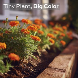 400 Marigold Seeds for Planting - Petite French Dwarf Variety - Heirloom, Non-GMO, USA Grown - Easy to Grow by RDR Seeds