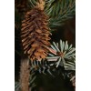 Fresh Sitka Spruce (Picea sitchensis), 50 seeds