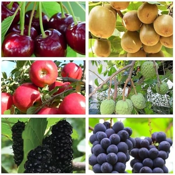 Mixed Fruit Seeds for Planting - 100 Grape 100 Apple
