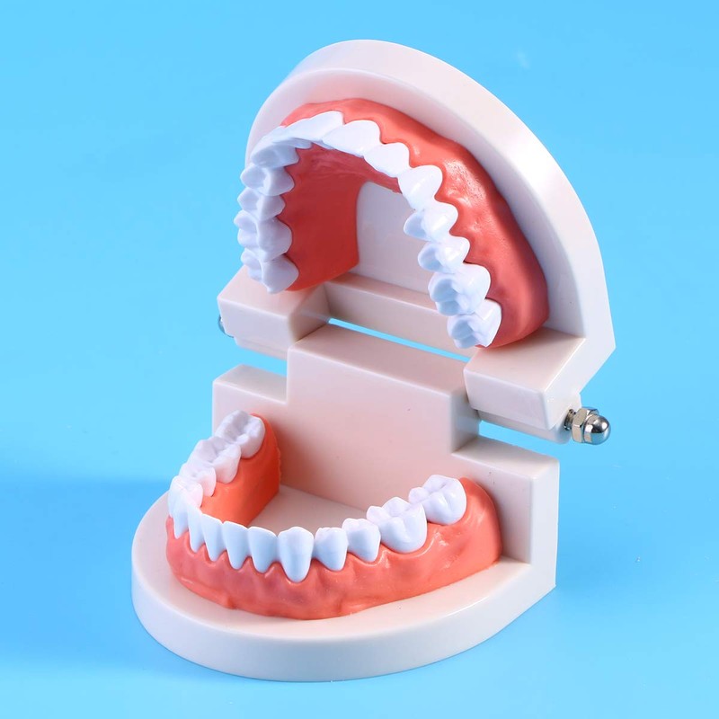 Rosenice Tooth Model Dental Model, Standard Dental Teaching, Study Typodont