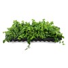 Creeping Fig Vine | 30 Live Plants | Ficus Pumila