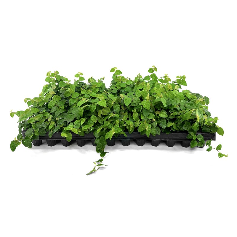 Creeping Fig Vine | 30 Live Plants | Ficus Pumila