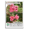 Clarkia Flower Seeds – Elegant Double Light Salmon (Clarkia Unguiculata)