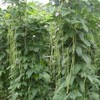 VAACNEE 30+ Yard Long Bean Seeds Asian Vegetable Long Bean