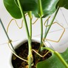 Goooxim 5PCS 11 * 9.4 Inch Monstera Plant Support Stem