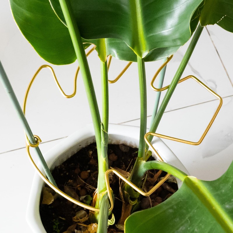 Goooxim 5PCS 11 * 9.4 Inch Monstera Plant Support Stem