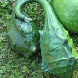 MySeeds.Co Cavemans Club Gourd (Lagenaria siceraria) Vegetable Seeds, Unique Shape - 0.5 oz (~ 75 Seeds)