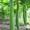 JQBay Super Long Luffa Gourd Seeds – 30 Seeds –