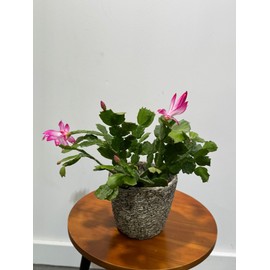 PLANTVERS Schlumbergera Bridgesii in 4" Grow Pot - Christmas Cactus – Indoor Succulent Plant - Easy Low Maintenance Houseplant - Safe for Cats – Great Gift or Holiday Décor
