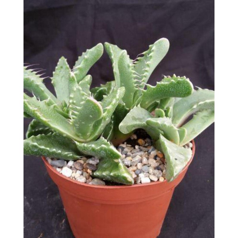 Faucaria tigrina Cacti Cactus Succulent Real Live Plant