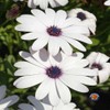 1oz White Cape Daisy Flower Seeds Osteospermum eklonis (Approx 2100