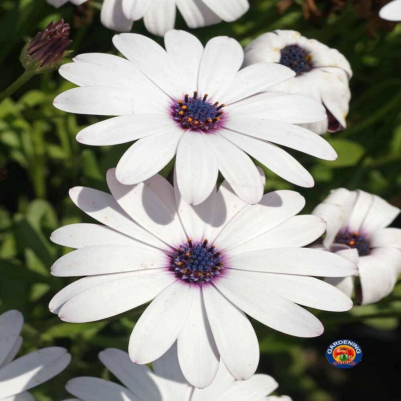 1oz White Cape Daisy Flower Seeds Osteospermum eklonis (Approx 2100