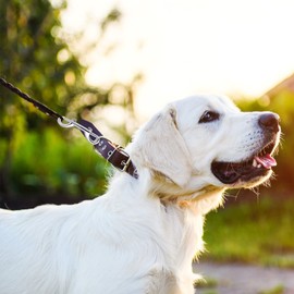 Double Hook with Snap Hook, 8 Pack 3.5 Inch Double Sided Bolt Nickel Plated Zinc Alloy Diving Hooks for Dog Leash Keychain Outdoor Camping Silver