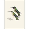 Earth Sky + Water - Peterson’s Hummingbird Notecard Set -