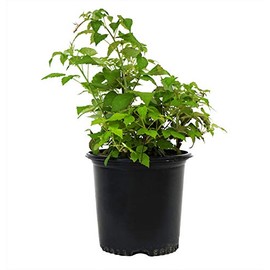 Green Promise Farms Rubus Edible-Shrub, 2-Size Container, Raspberry-Jewel
