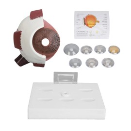 Unbranded Human Eye Anatomical Model Medical Eyeball Enlarged Explanation Model c4r3