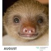 SLOTHS 2025 Wall Calendar