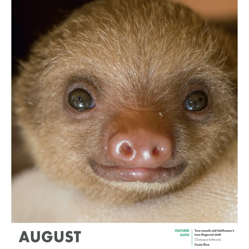 SLOTHS 2025 Wall Calendar