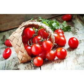 Tomato Cherry Maskotka Seeds for Planting Indoors and Outdoors Ideal for Hanging Baskets and Pots About 50 Seeds