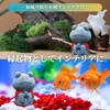 Frog Store Figurine, Goods, Interior, Object, Garden, Miscellaneous Goods, Doll,