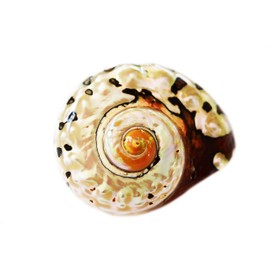 Florida Shells and Gifts Inc. Large Polished Turbo Sarmaticus Shell (3") 1 1/2" Opening Beach Crafts Nautical Decor Large Hermit Crabs