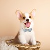Babole Pet Easter Dog Collar with Bowtie, Easter Eggs Bowtie