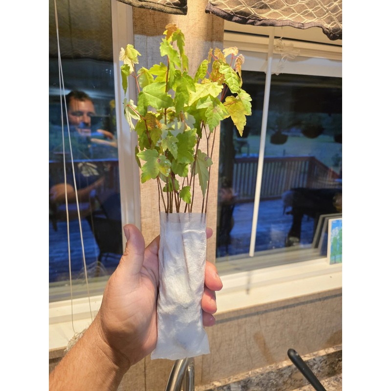 Unbranded 50 Florida Red Maple Trees 8" To 15" Live