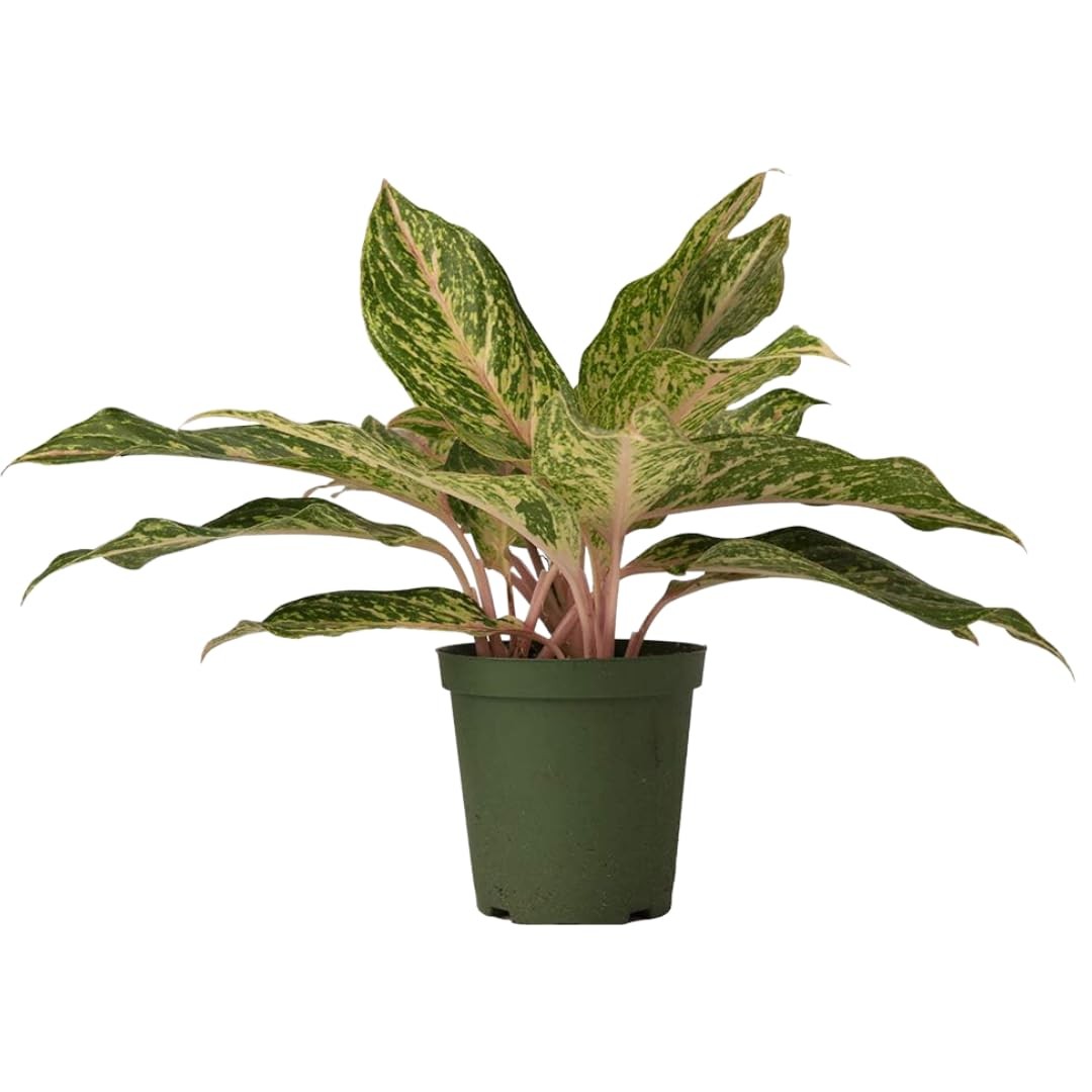 Aglaonema Sparkling Sarah - Thumbnail 3