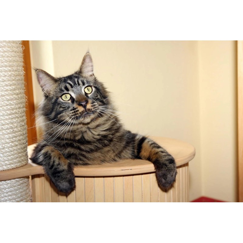 Sisal Rope for Cat Scratching Post Tree Tower Replacement