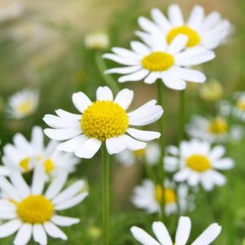 Southeast Seeds German Chamomile Seeds, NON-GMO, Herbal Tea, Scented Mayweed, FREE SHIPPING - 50k Seeds or 1/4 OZ