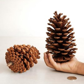 Pinecone Christmas Ornaments Natural Wood Holiday Decorations Rustic Farmhouse Xmas Tree Decor for Home Party Gift 12-15 cm 3 pcs